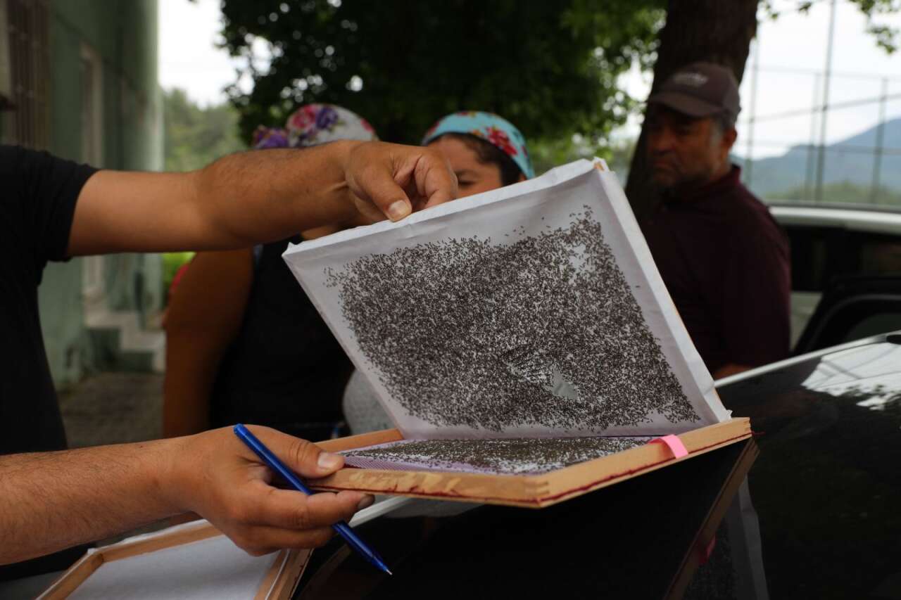 Muğla’da İpekböcekçiliğine Destek: 98 Üreticiye Larva Dağıtıldı 5
